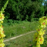 2506H 081 Donau Radweg